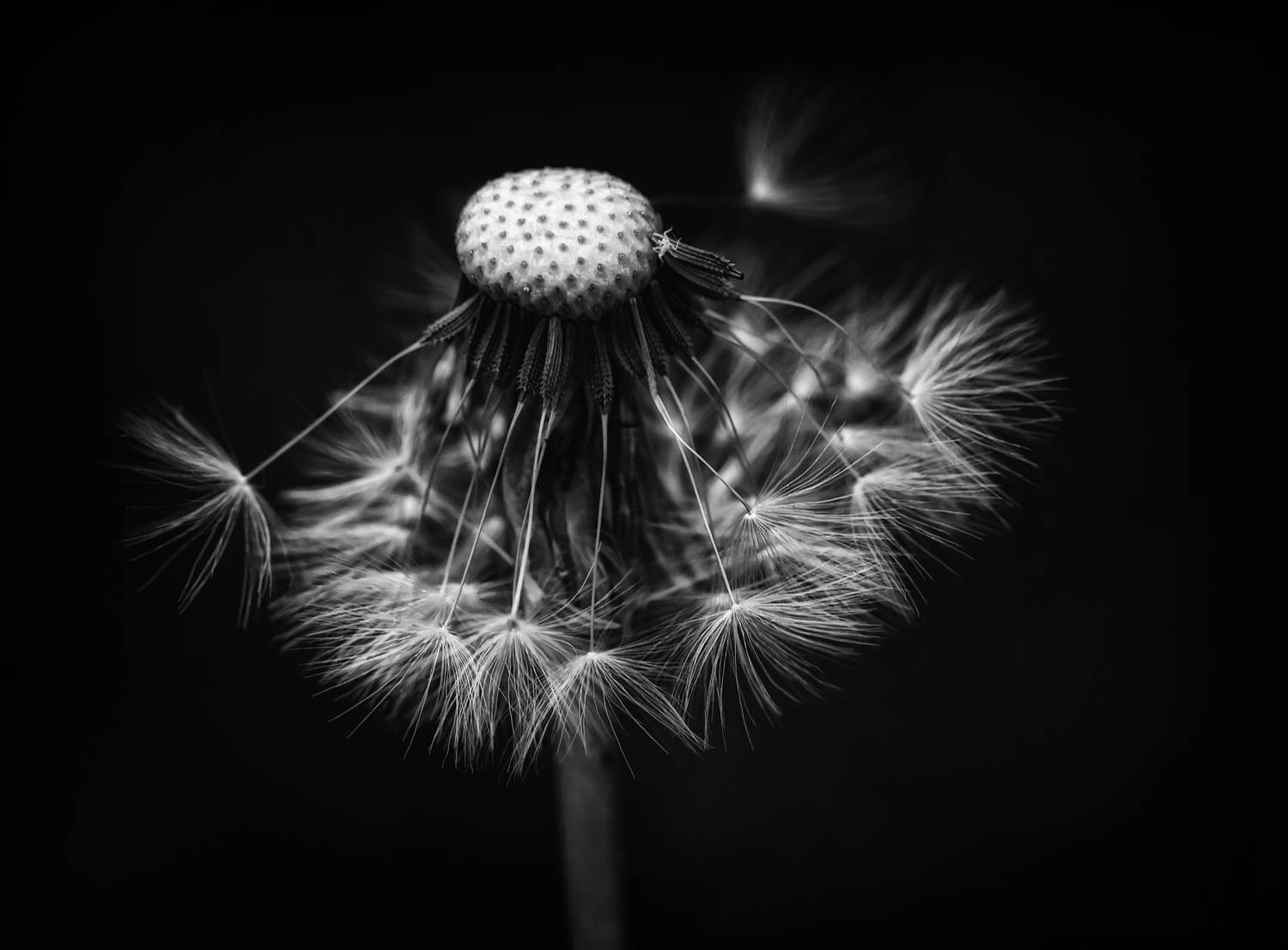 черно белое фото макро, Стасов Виталий