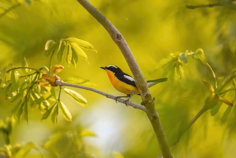 Приморская красотка фото превью