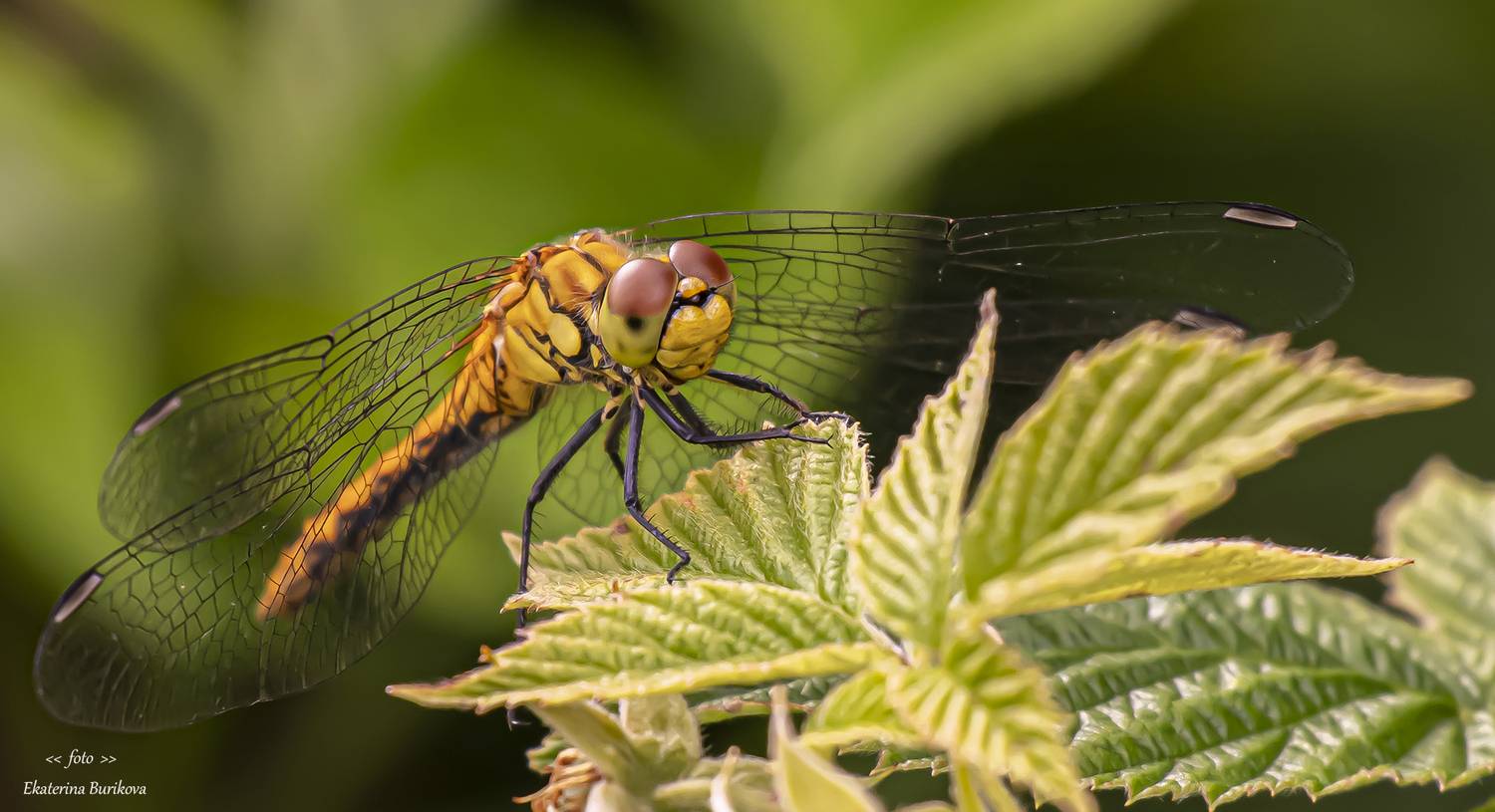 , Бурикова Екатерина