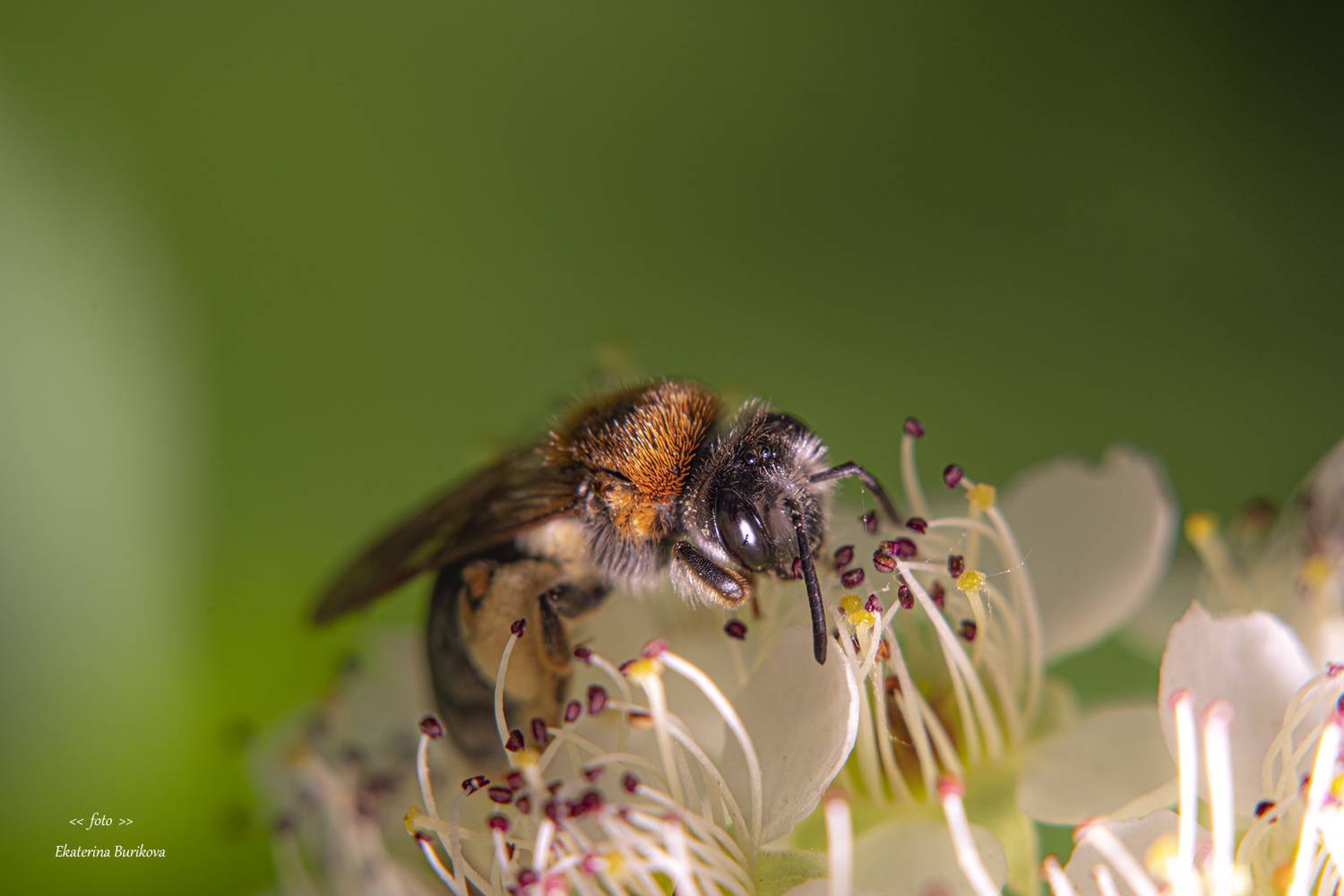 , Бурикова Екатерина