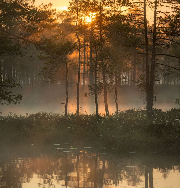 болото, карелия, туман, утро, рассвет, фототур Утро в лесу фото превью