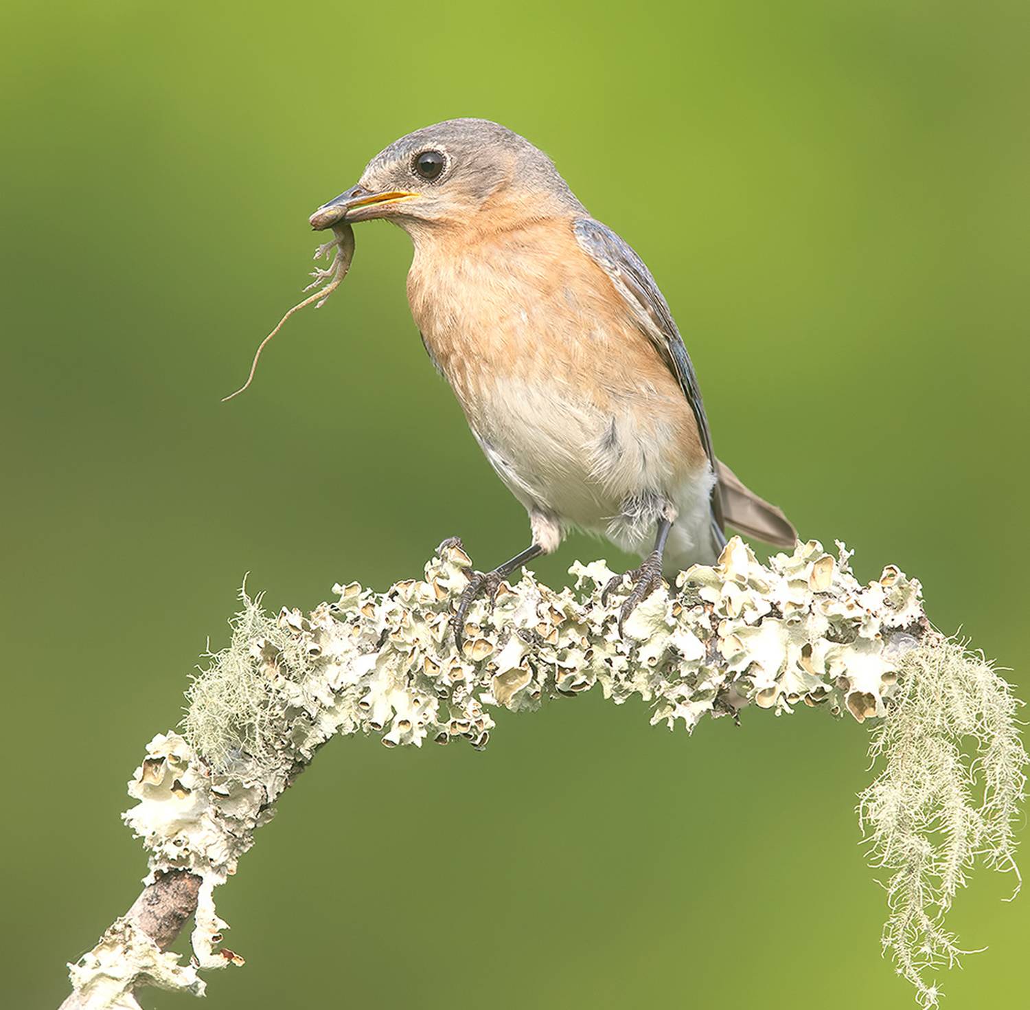 восточная сиалия, eastern bluebird, bluebird, Etkind Elizabeth