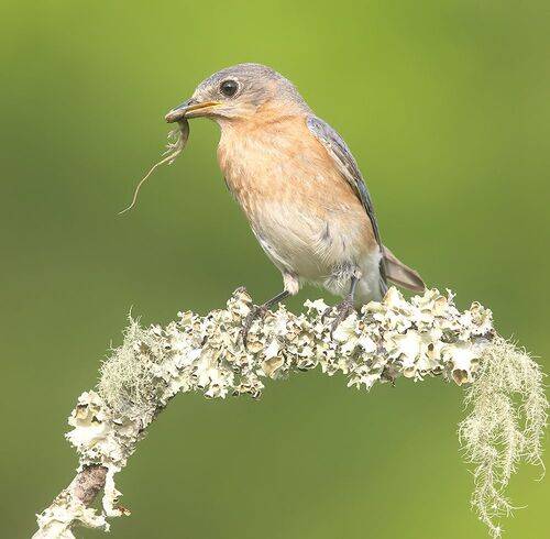 Eastern Bluebird catches Lizard cамка, Восточная сиалия поймала ящерицу