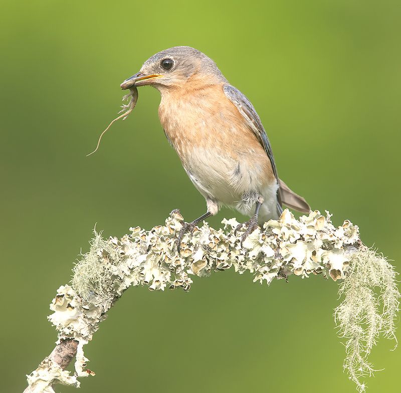 восточная сиалия, eastern bluebird, bluebird Eastern Bluebird catches Lizard cамка, Восточная сиалия поймала ящерицу фото превью