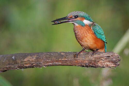 Водомерка на обед