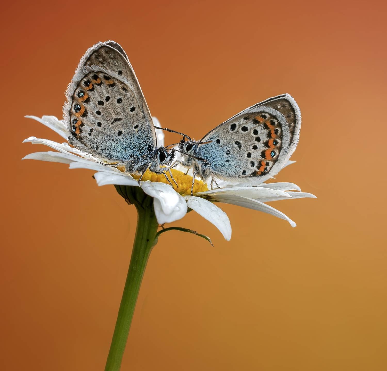 , Людмила Железнова