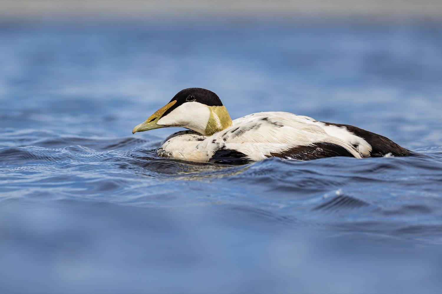 гага, птицы, утка, нева, Руслан Pl