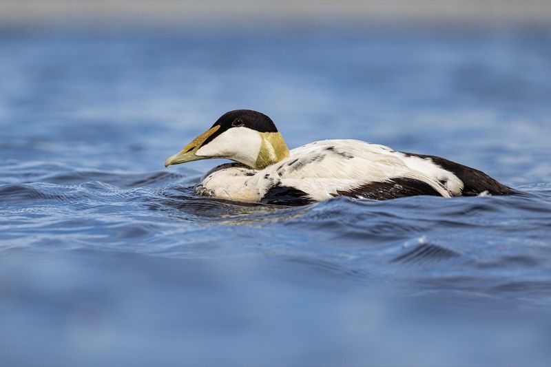 гага, птицы, утка, нева Гага фото превью