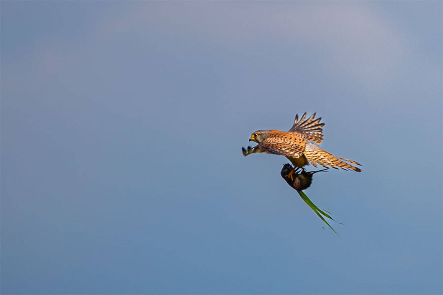 , Чудинин Дмитрий