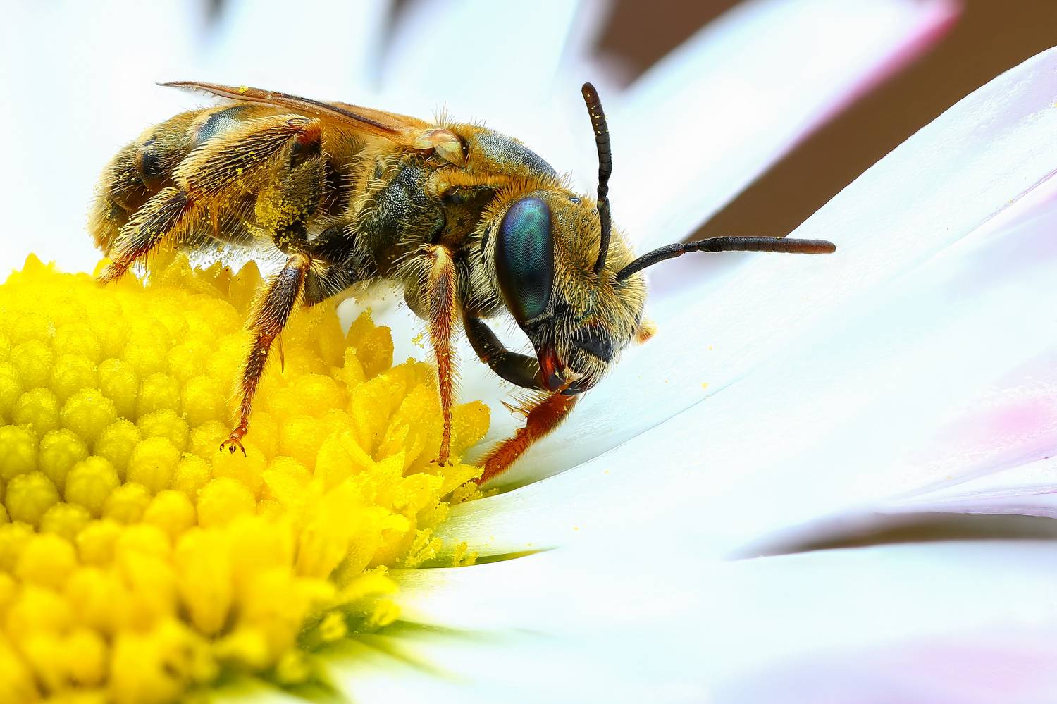 макро,природа,животное,растение,цвет,фото,цветок,пчела,белый, Шаповалов Андрей
