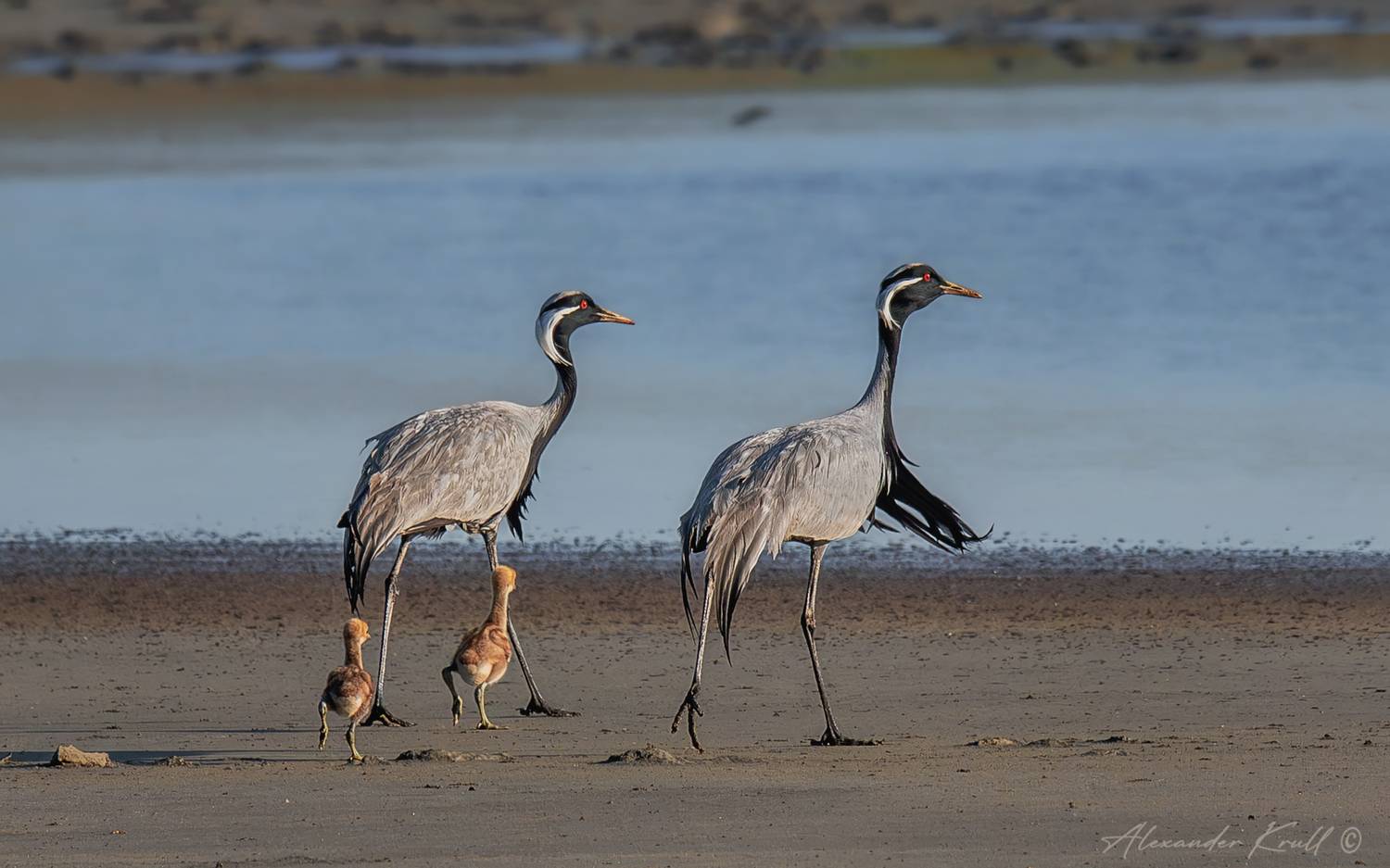 журавль, журавль-красавка, grus virgo, семья, калмыкия, степь, Круль Александр