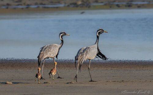 Ячейка птичьего общества