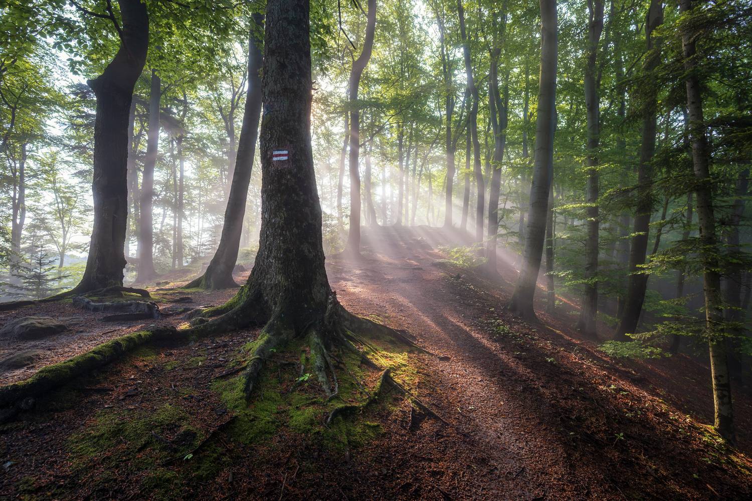 ,  Mirosław Pruchnicki