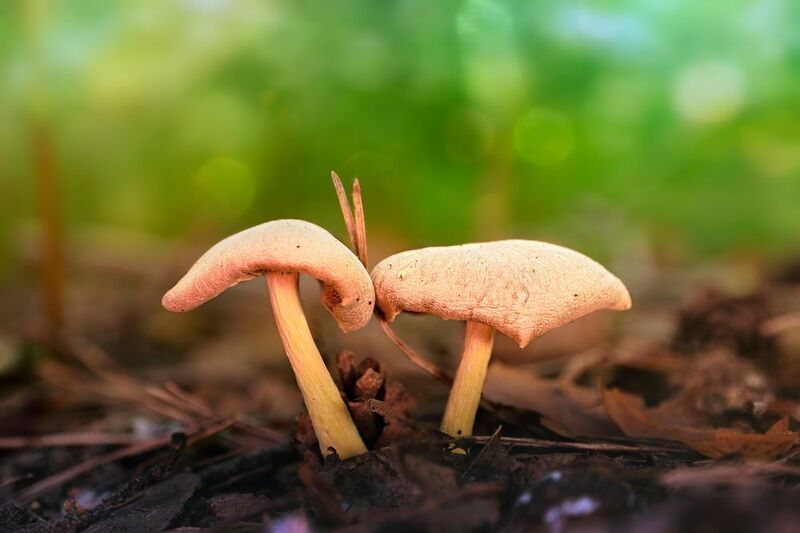 Сладкая парочка фото превью