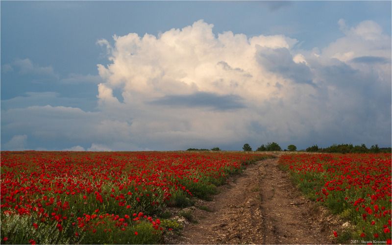 Всё о крымских маках фото превью