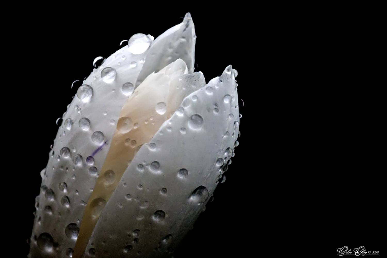 , Орлов Олег