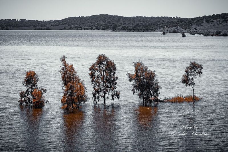 Одинокие, но вместе... фото превью