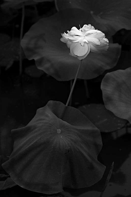 Lotus flower summer black and white Summer фото превью