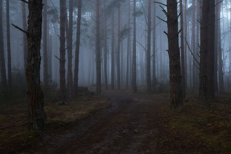 По лесной дороге фото превью