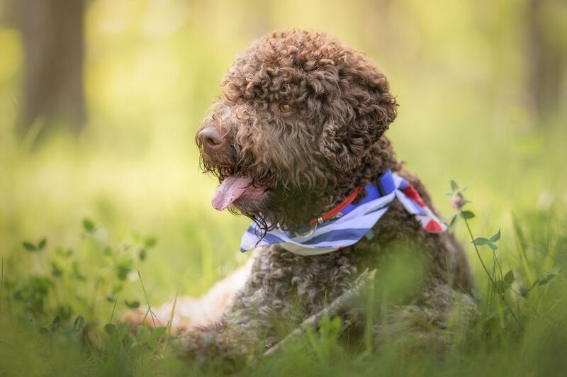 фото превью