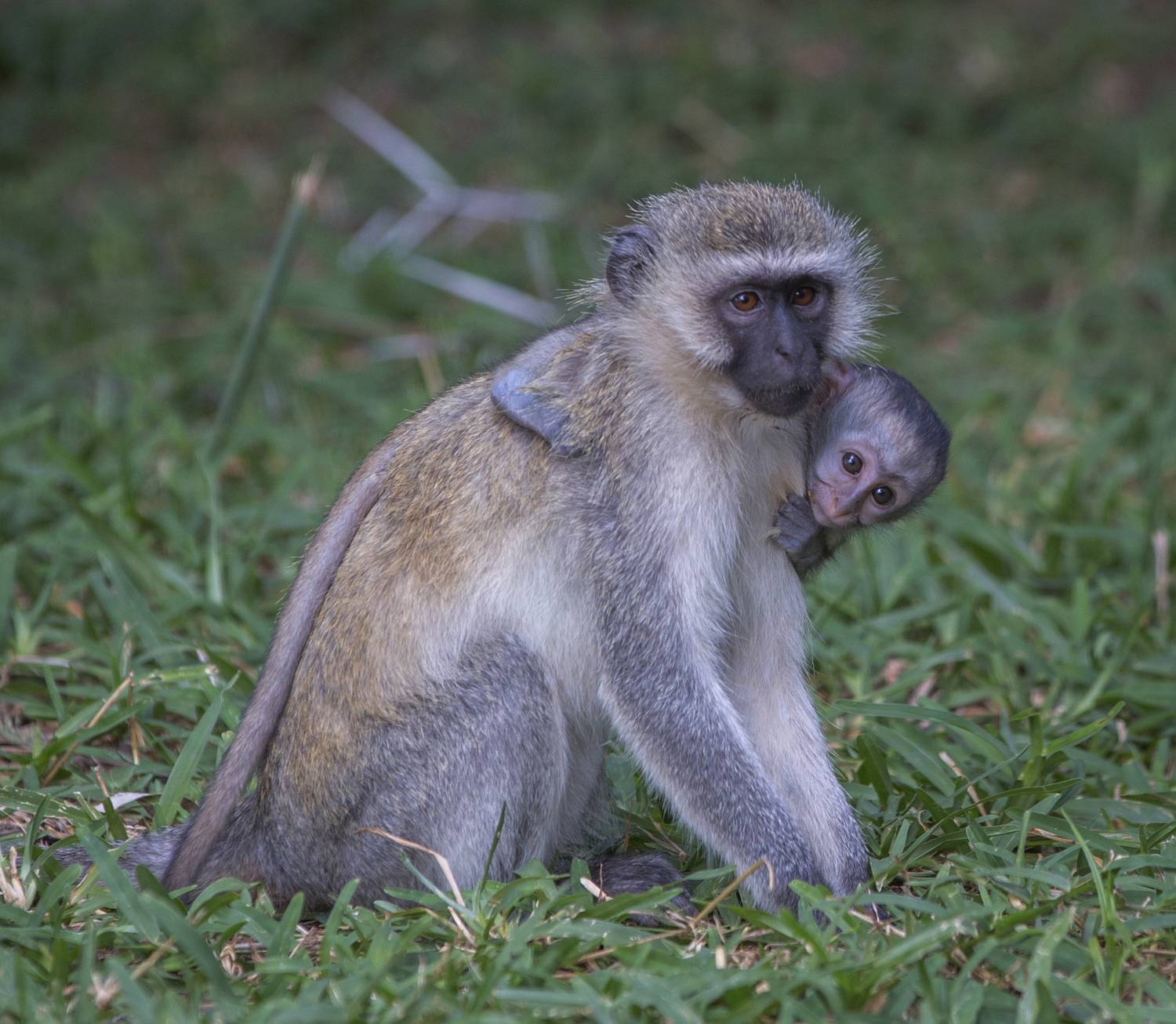 kenya, samburu, Vorobeychik Vladimir