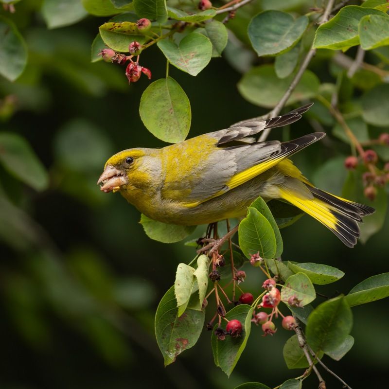 зеленушка, птицы Зеленушка фото превью