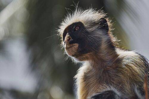 Zanzibar Red Colobus