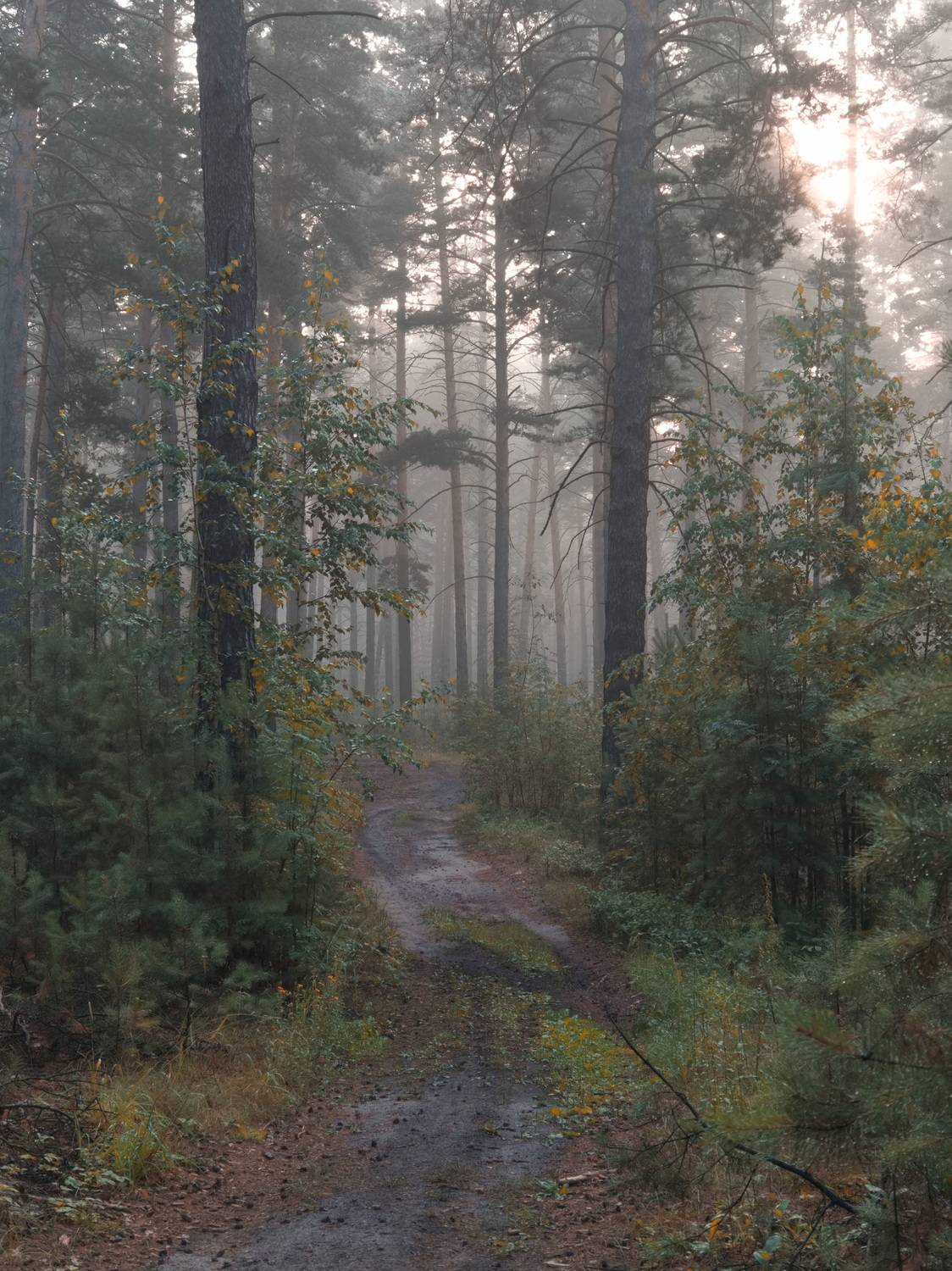 , Кузнецов Дмитрий