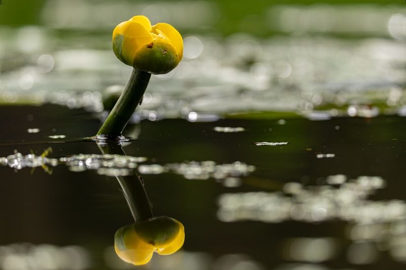 кубышка жёлтая, кубышка, кувшинка, кувшинки, отражение Кубышка жёлтая фото превью