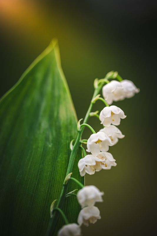 ландыш Торбеево Цветение... фото превью