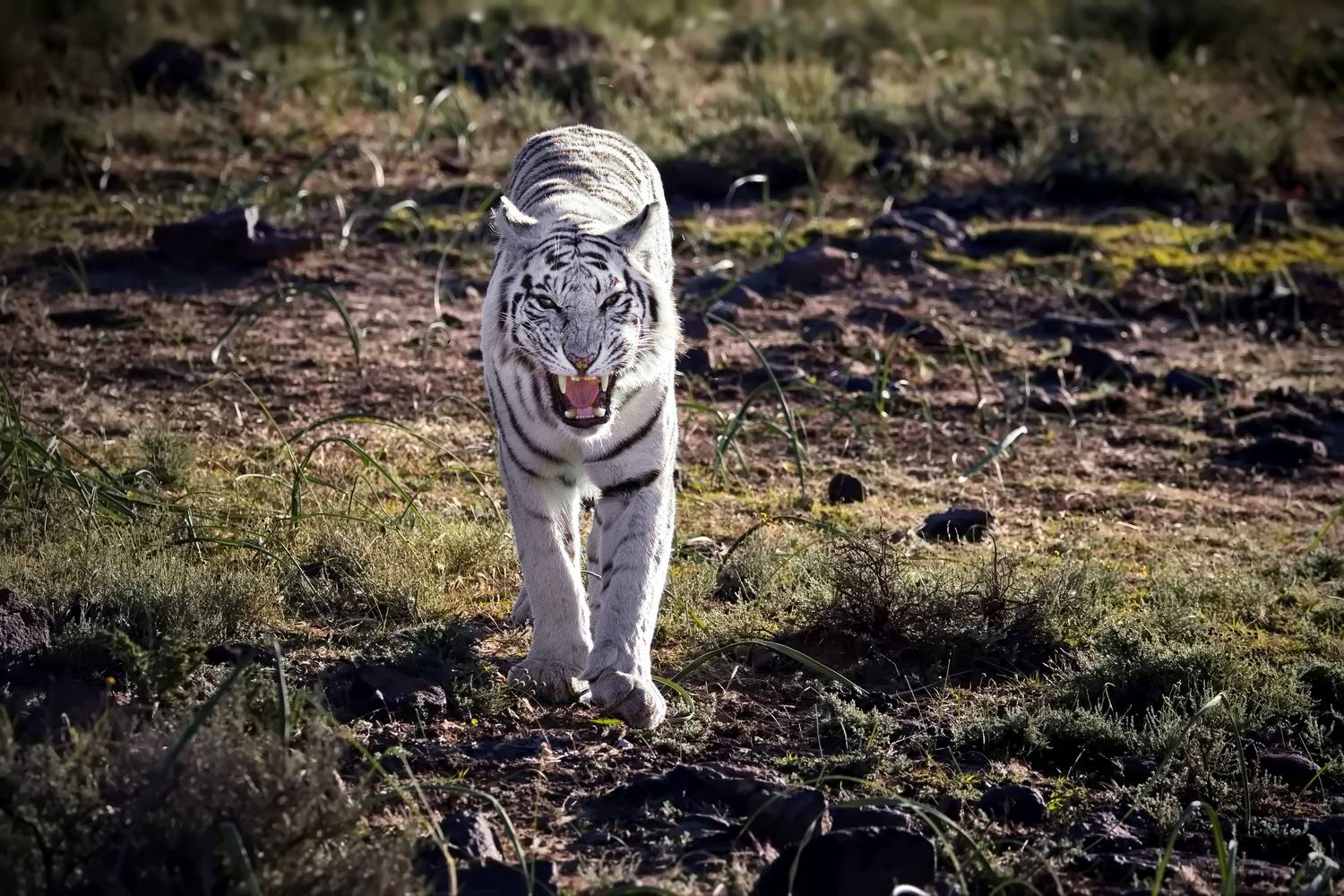 , Александр Перов