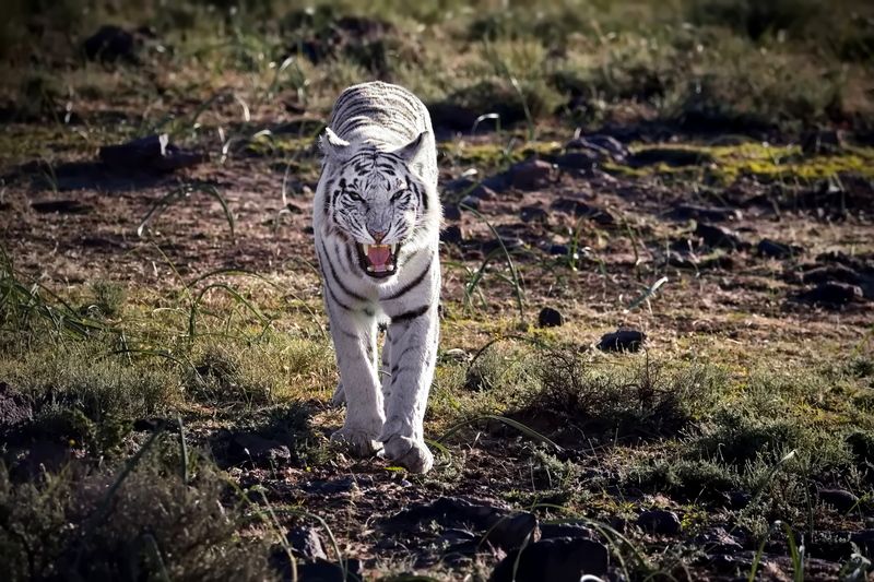 ЕДИНСТВЕННЫЙ В МИРЕ фото превью