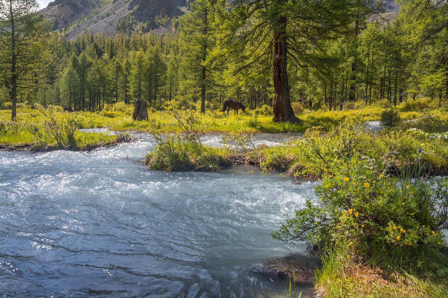 россия, горный алтай, река, лошадь, Поляков Андрей
