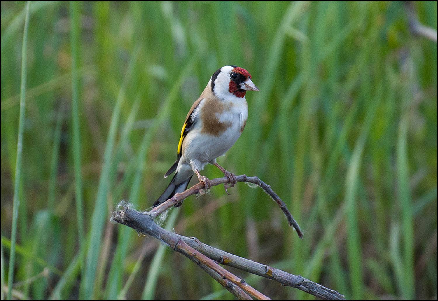 москва, июнь, пруд, парк, птица, АНАТОЛИЙ ДОВЫДЕНКО