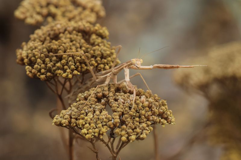 богомол,макро,флора,фауна, Богомол.. фото превью