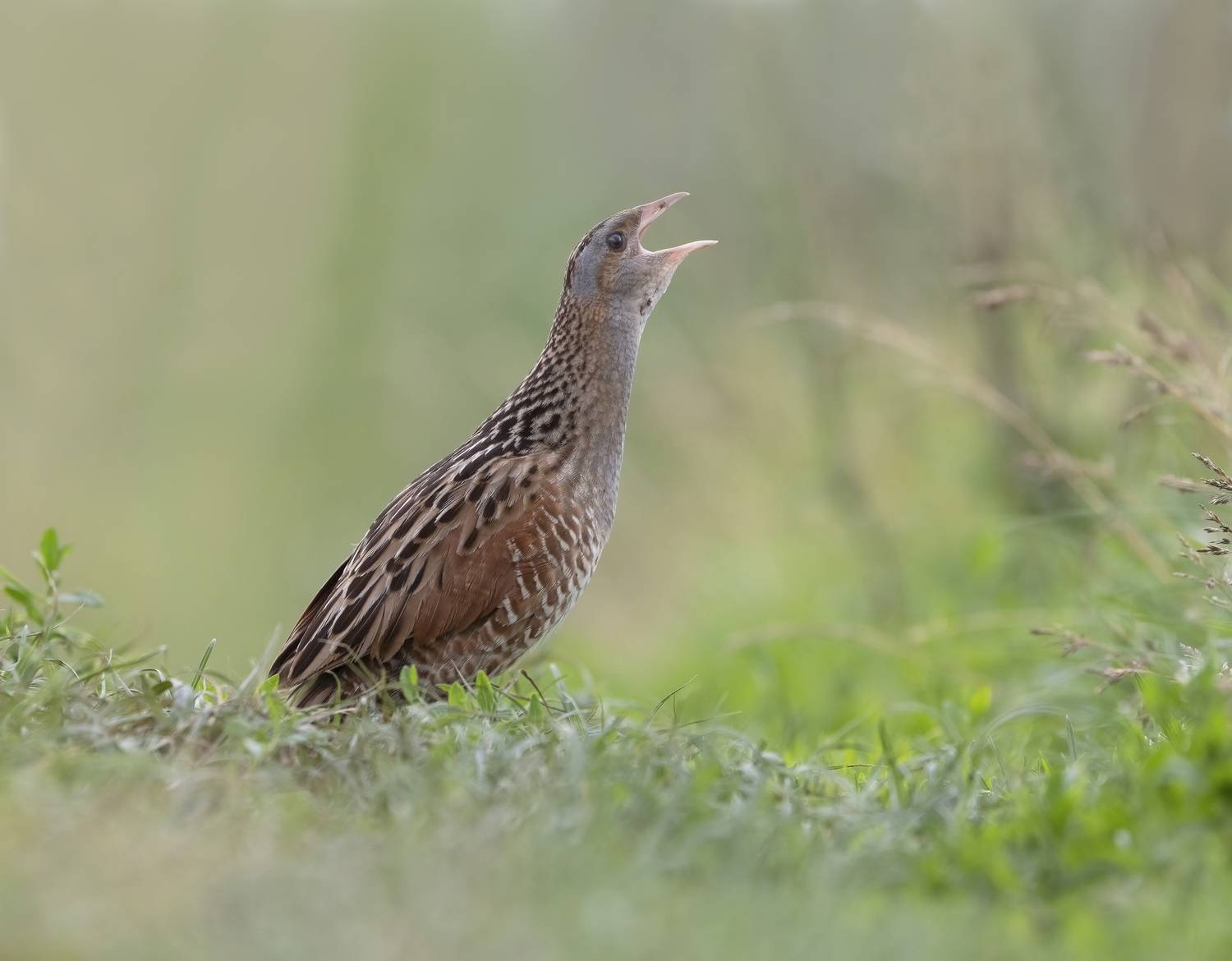 птицы,природа, лето, Андрей Киселёв