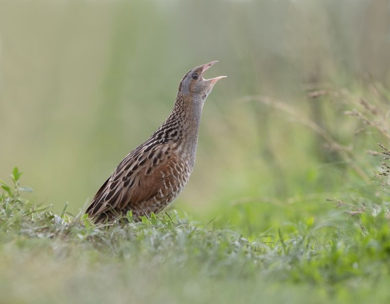 птицы,природа, лето Коростель фото превью