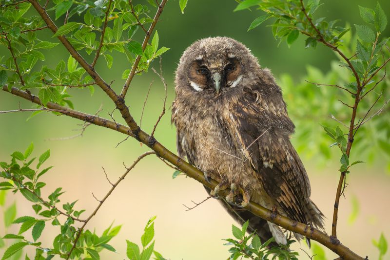 ушастая сова, слеток, совята  фото превью