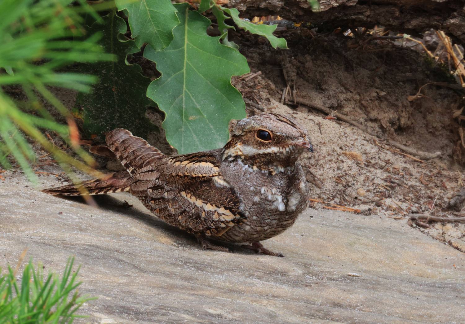 козодой,птица,, Magov Marat