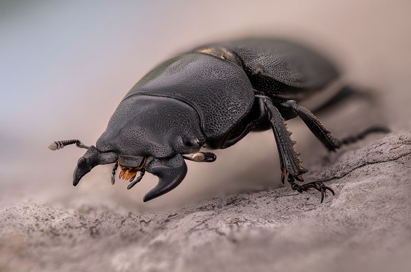 оленёк обыкновенный, lucanidae, dorcus parallelipipedus Оленёк обыкновенный фото превью