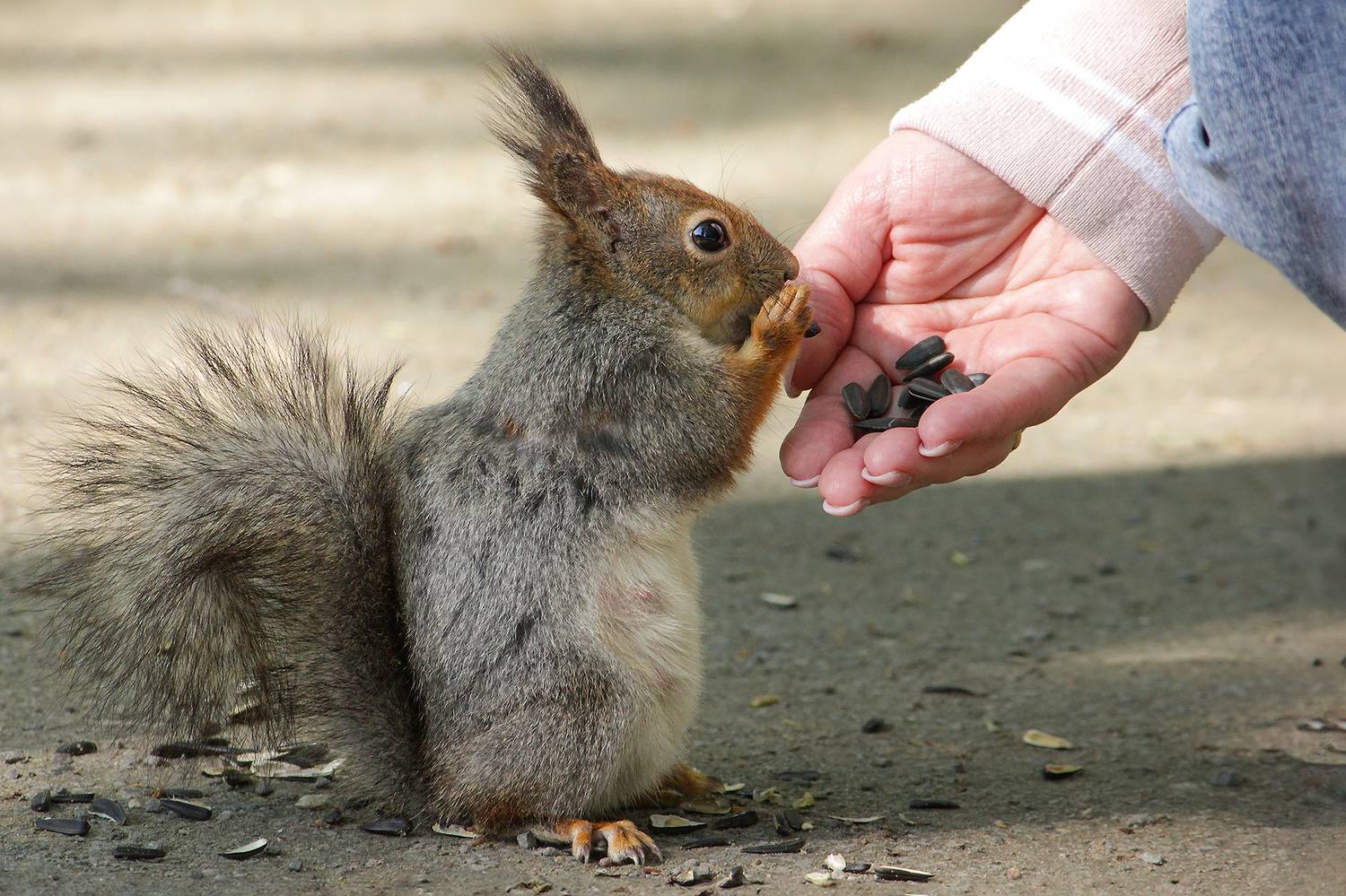 белка, белка обыкновенная, векша, sciurus vulgaris, КарОл