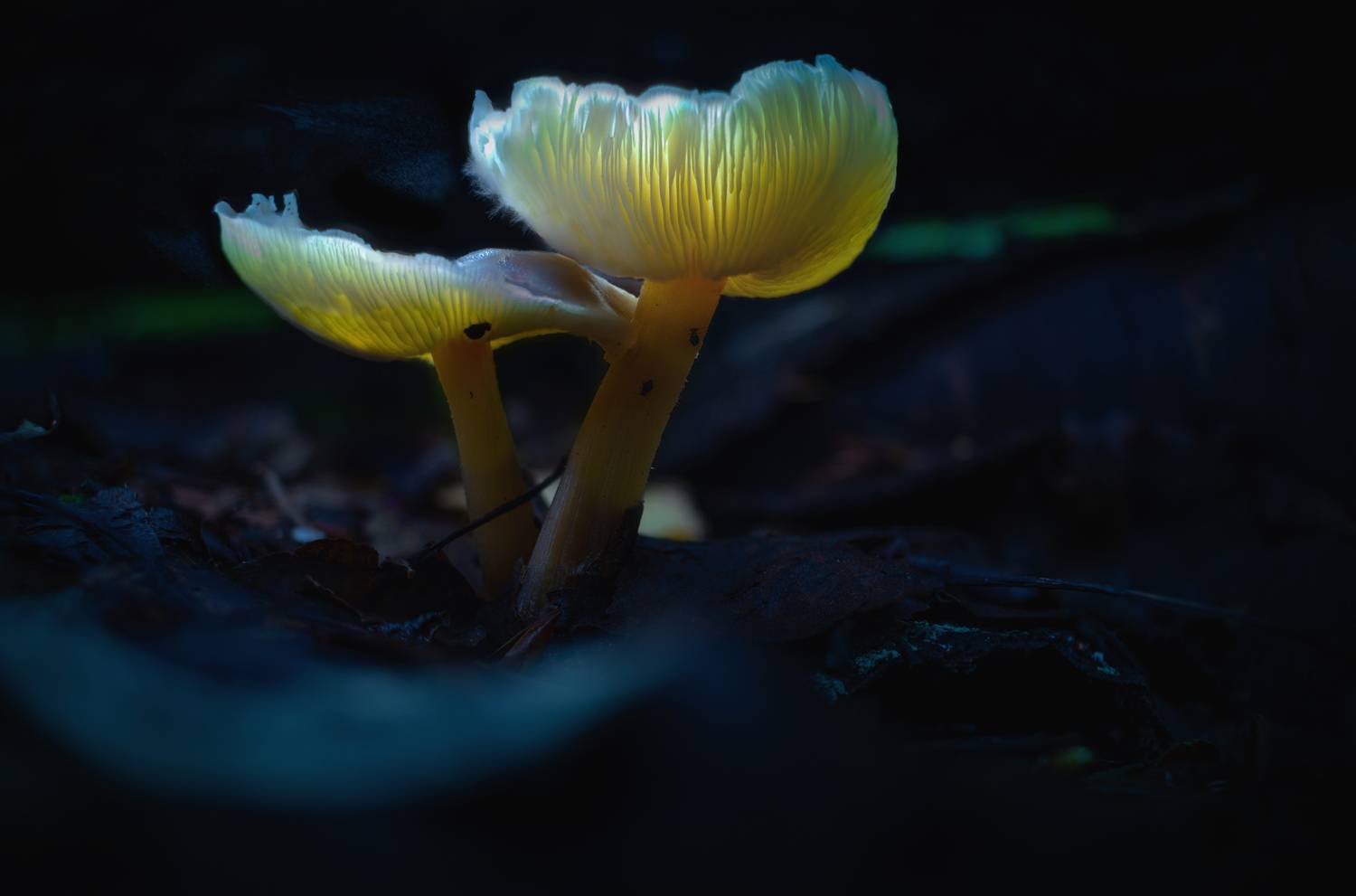 , Кокорин Алексей