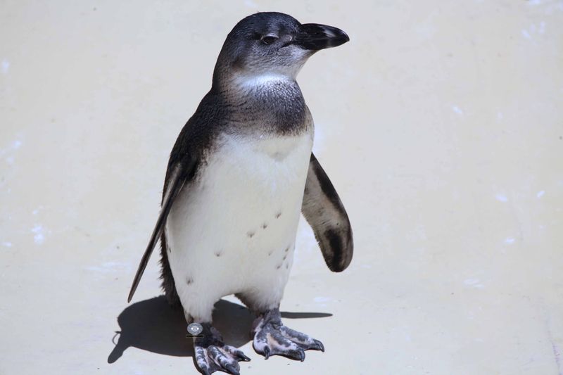 African Penguin фото превью