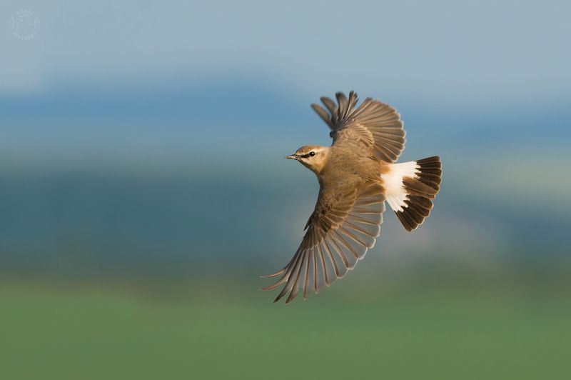 Птица на ветке - Lens and Feathers фото превью