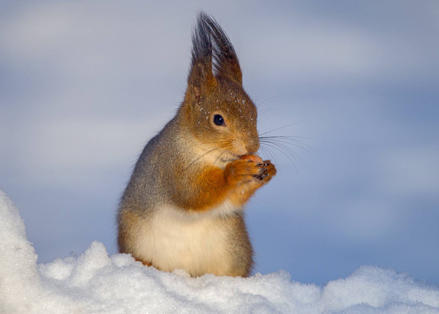 , Алексеев Сергей
