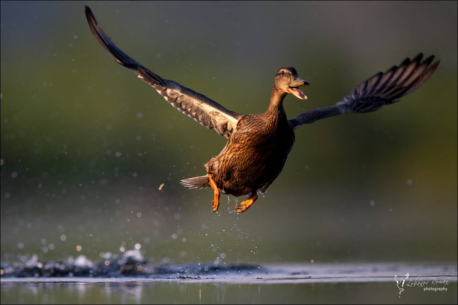 , Лобанов Роман