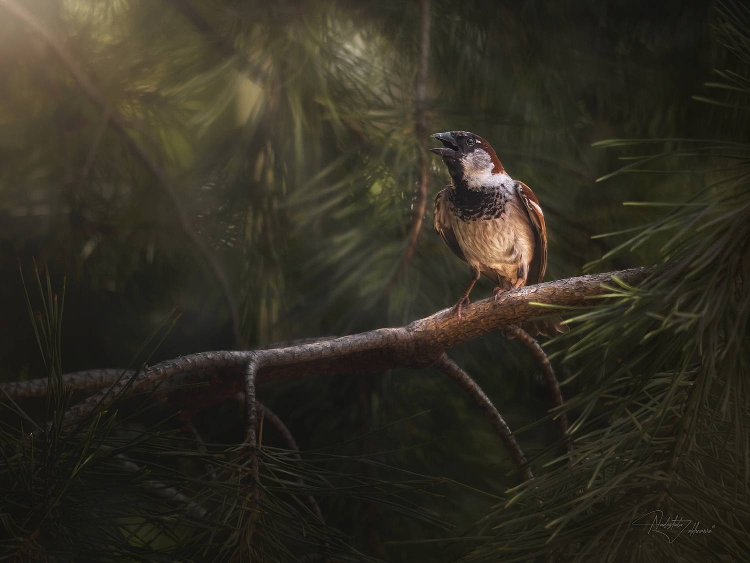наблюдения за птицами, воробьи, воробей, воробей домовой, птицы, портреты птиц, эмоции, лето, лето2025, Захарова Надежда
