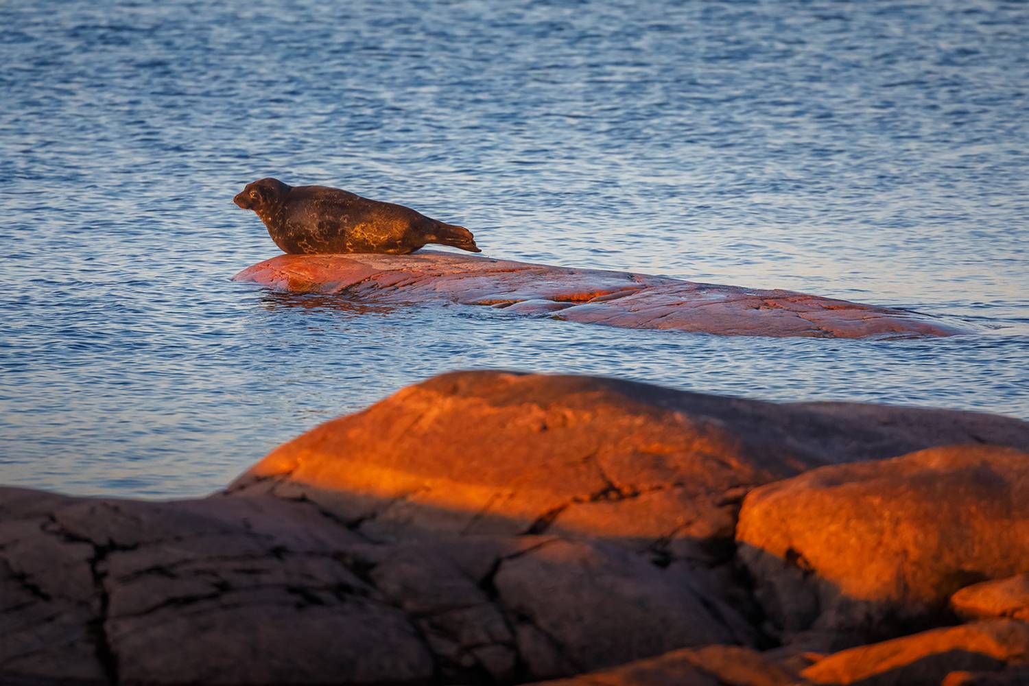 ладожская нерпа, кольчатая нерпа, фотоохота, ладожские шхеры, карелия, ладога, северное приладожье, белые ночи, сортавала, питкяранта, русский север, северная природа, северный пейзаж, пейзажи карелии, фототуры по карелии, фототуры по ладоге, фототур на л, Уютнов Кирилл