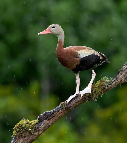 Black-Bellied Whistling Duck - Чернобрюхая свистящая утка