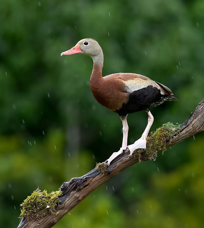 утка, duck, black-bellied whistling duck Black-Bellied Whistling Duck - Чернобрюхая свистящая утка фото превью